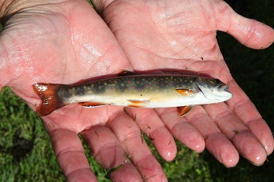 Photo of fish found at the Upper Delaware Bioblitz 2024